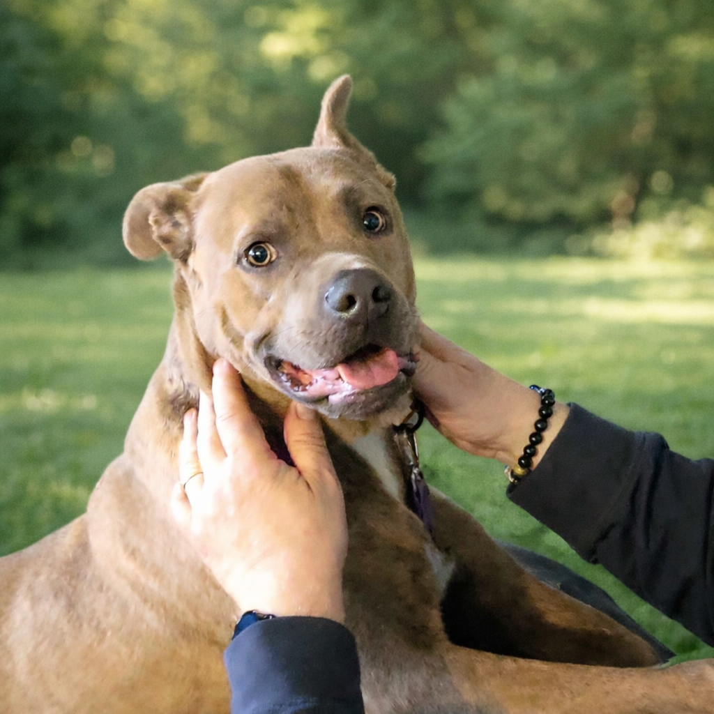 Unleashing Comfort and Joy: Must-Have Pet Supplies for Every Home